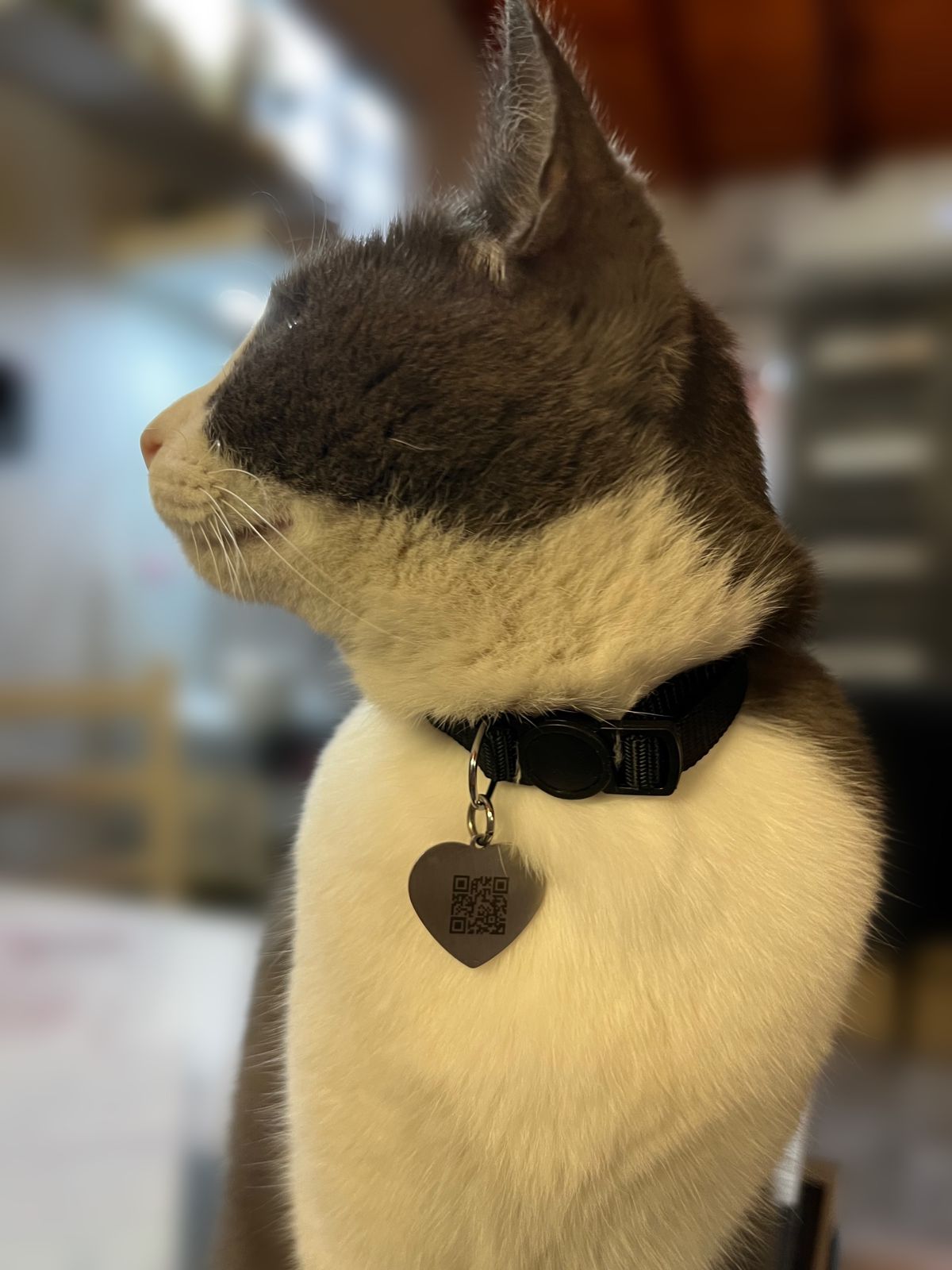 Tag Pet QR Personalizada